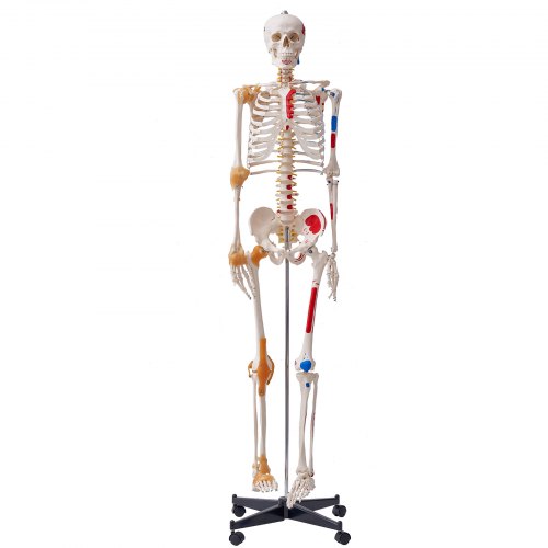 

VEVOR Menschliches Skelett Modell für Anatomie, 182 cm Lebensgröße, Genaues PVC Anatomie Skelett Modell mit Bändern, Beweglichen Armen, Beinen & Kiefer, mit Muskelursprung & Insertionspunkten