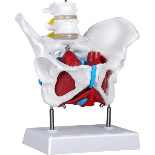 1 Anatomie Weibliches Becken Modell Knochen Schulunterricht 1 