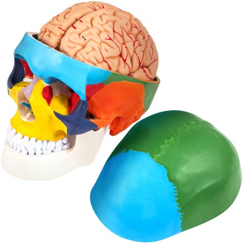 VEVOR Farbiger 1:1 Anatomischer Mensch 8 Teile Gehirn Schädel Skelett Modell PVC