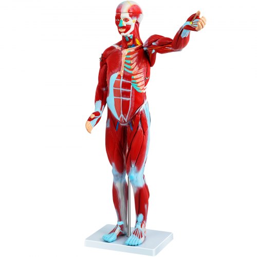 

VEVOR 27-teilig, Anatomie Modell Torso des Menschen Anatomiemodell Menschlicher Körper Anatomisches Menschliches Model Menschliche Modelle Lehrmodell mit Organe, Zum Lernen und Anzeigen Muskelsystem