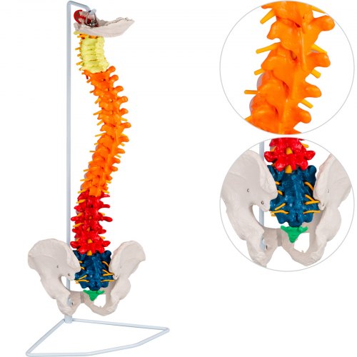 Wirbelsäule Modell Anatomie Wirbelsäule 85cm Mit Becken Und Oberschenkelstümpfen