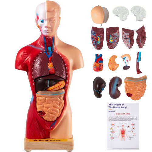 VEVOR Menschliches Torso-Körper-Anatomie-Modell mit 15 abnehmbaren Teilen - Herz-Viszeral-Gehirn-Skelett Medizinische Schule Krankenpflege-Bildungslieferant 8 x 14 x 28 cm Torso Anatomie