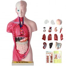 VEVOR Modelo de Cuerpo Humano de Anatomía 15 Pcs 11 Pulgadas para Enseñanza PVC