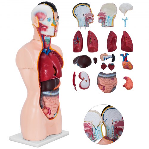 VEVOR Modèle de Torse Humaine Masculin 85 cm en PVC Torse Miniature Détachable en 19 Parties Modèle d'Anatomie Humaine Peints à la Main Réalistes pour Enseignement Apprentissage Médicaux Écoles Labo