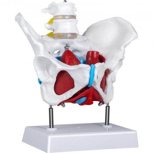 VEVOR Modèle de Bassin Féminin Grandeur Nature Modèle Anatomique du Bassin Féminin avec Muscles Modèle de Bassin Femme PVC Partie Amovible Plancher Pelvien Gynécologie Chirurgie Apprentissage Médical