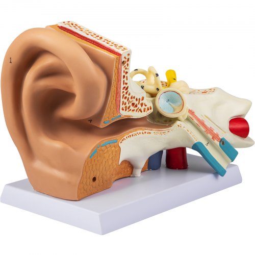 VEVOR Modèle Anatomique de l'Oreille Agrandi 5 Fois Modèle d'Oreille Humaine PVC Modèle d'Anatomie de l'Oreille Humaine Structure Numérotée Amovible Réaliste Enseignement Recherche Labo École Hôpital