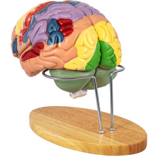VEVOR Modèle Anatomique Cerveau Humain de Grandeur Nature 4 Parties Code Couleur