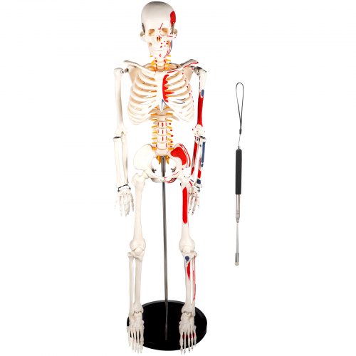 VEVOR Modèle Anatomique du Squelette Humain 85 cm Haut Squelette Humain Anatomique Semi-Taille avec Marquage des Muscles Modèle d'Enseignement Squelette Détaillé PVC Support Stable Médecine Recherches
