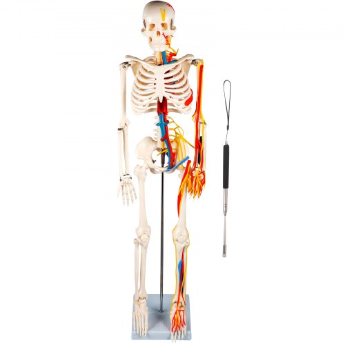 VEVOR Modèle Anatomique du Squelette Humain 85 cm Haut Squelette Humain Anatomique Semi-Taille avec Nerfs et Veines Modèle d'Enseignement Squelette Détaillé en PVC Support Stable Médecine Recherches