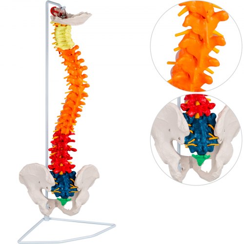 Modèle De Colonne Vertébrale Humaine 85cm Modèle De Collection De Squelette