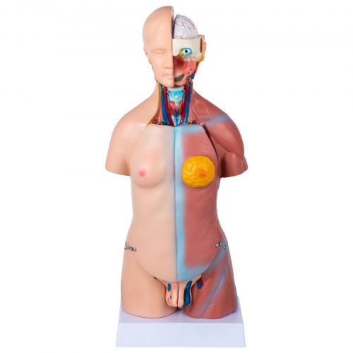 VEVOR Torse Humain Modèle 45 cm Organes Internes Médicaux Modèle Humain de Corps D'Anatomie en PVC pour Comprendre la Structure Physiologique du Corps