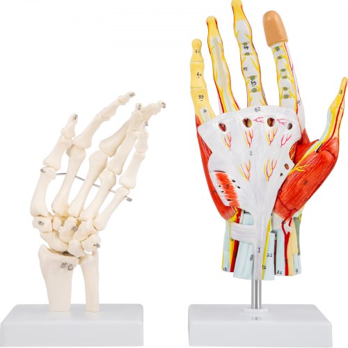 VEVOR Modèle Squelette de Main 7 Parties Modèle d'Anatomie de Main PVC Modèle Anatomique d'Articulation de Main Fixe par Aimant Taille Naturelle pour Laboratoire/Clinique/Institut de Recherche