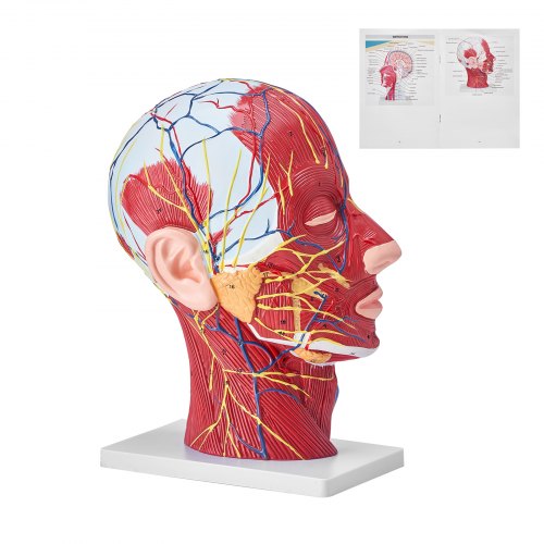 

VEVOR Modello Anatomico di Sezione di Testa Collo Umano 1:1 in PVC, Modello Cranio Cervello Modello Neurovascolare Superficiale per l'Apprendimento Display Educativo per l'Anatomia dei Bambini