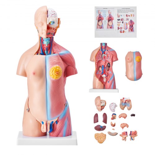 

VEVOR Modello Anatomico di Corpo Umano, 23 Pezzi 455mm, Modello di Anatomia del Torso Umano, Modello di Scheletro Anatomico Unisex con Organi Rimovibili, Modello Didattico Educativo per Anatomia