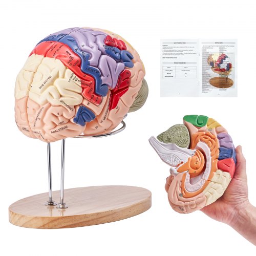 

VEVOR Modello anatomico del cervello umano, 2X Modello in 4 parti a grandezza naturale con etichette e base espositiva, Modello cerebrale staccabile Insegnamento Apprendimento Visualizzazione
