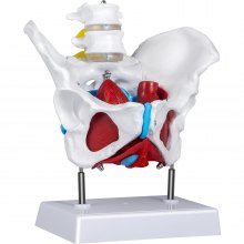 VEVOR Modello Anatomico di Scheletro di Bacino, 20x15x20 cm Modello Anatomico con i Muscoli del Pavimento Pelvico, Modello Pelvico Bacino Femminile in PVC di Alta Qualità, con 4 Parti Rimovibili