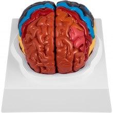 VEVOR Modello Cervello Umano 2 Parti Struttura Medicina Anatomia Umana Anatomico