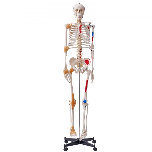 VEVOR Menselijk Skelet Model voor Anatomie, 182 cm Levensgroot, Nauwkeurig PVC Anatomie Skelet Model met Ligamenten, Beweegbare Armen, Benen en Kaak,