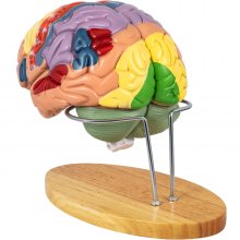 VEVOR Menselijk Brein Model Anatomisch Hersenmodel 4-Deel Onderwijs met Labels