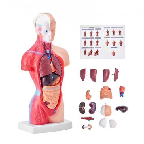 

VEVOR Human Body Model, 15 Parts 28 cm, Human Torso Anatomy Model Anatomical Skeleton Model with Removable Organs, Educational Teaching Tool for Students Science Learning School Education Display