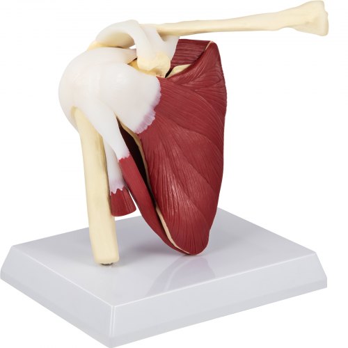 VEVOR Muscled Shoulder Joint Model PVC Shoulder Model with Ligaments Life Size Shoulder Anatomy w/Base Clavicle Bone Model Shows Complete Shoulder Musculature from Rotator Cuff to Subscapular Muscles
