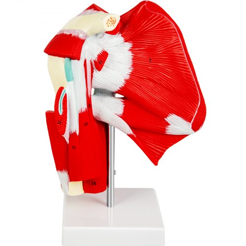 

VEVOR Muscled Shoulder Joint Model PVC Shoulder Model with Ligaments Life Size Shoulder Anatomy w/ Base Clavicle Bone Model Shows Complete Shoulder Musculature from Rotator Cuff to Subscapular Muscles