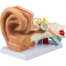 VEVOR 5 Times Enlarged Human Ear Anatomy Model External Ears Teaching Supplies