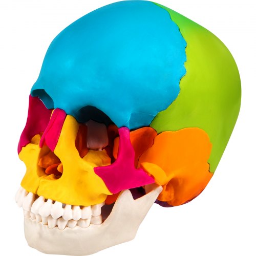VEVOR Human Skull Model, 22 Parts Human Skull Anatomy, Life-Size Painted Human Skull Model, PVC Medical Anatomical Skull, Detachable Learning Skull, for Medical Teaching, Researching and Learning
