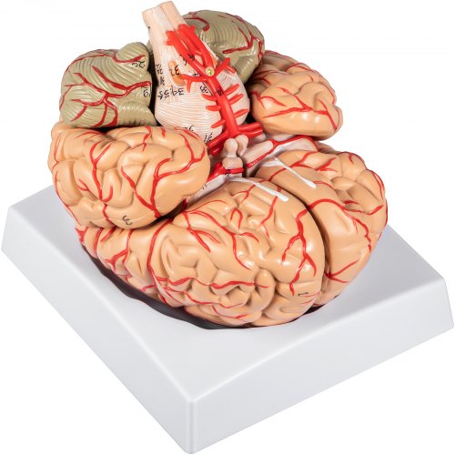 

VEVOR Human Brain Model Anatomy 9-Part Model of Brain w/ Labels & Display Base Color-Coded Life Size Human Brain Anatomical Model Brain Teaching Tool Brain Model for Science Classroom Study Display