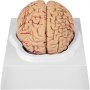 Vevor Human Brain Model Anatomy Model Of Brain 9-part Life Size Brain Teaching