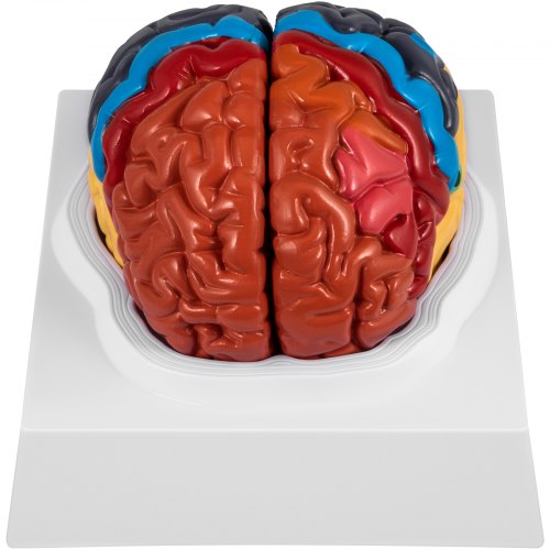 VEVOR Human Brain Model Anatomy Model of Brain Color-Coded Life Size Human Brain