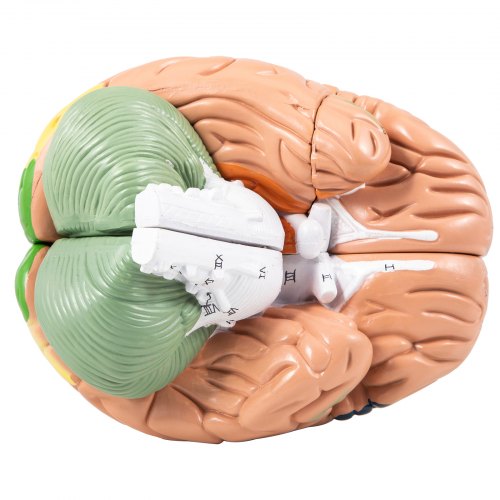Anatomical Human Brain Model Anatomy Study Teaching Education Study Science Demo 