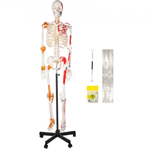 VEVOR Human Skeleton Model Anatomical Skeleton Model Life Size w/ Muscle Points