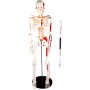 Vevor Human Skeleton Model Anatomical Skeleton Model 33" W/ Painted Muscle Point