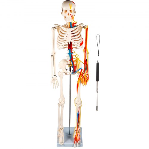 Vevor Human Skeleton Model Anatomical Skeleton Model 33" W/ Nerves And Vessels