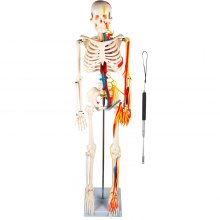 VEVOR Skeleton Model, 33.5" Human Skeleton Model, Accurate PVC Anatomy Skeleton Model w/Stand, Movable Skull Cap & Jaw, Flexible Joints, w/Nerves Veins & Arteries, for Professional Teaching Learning