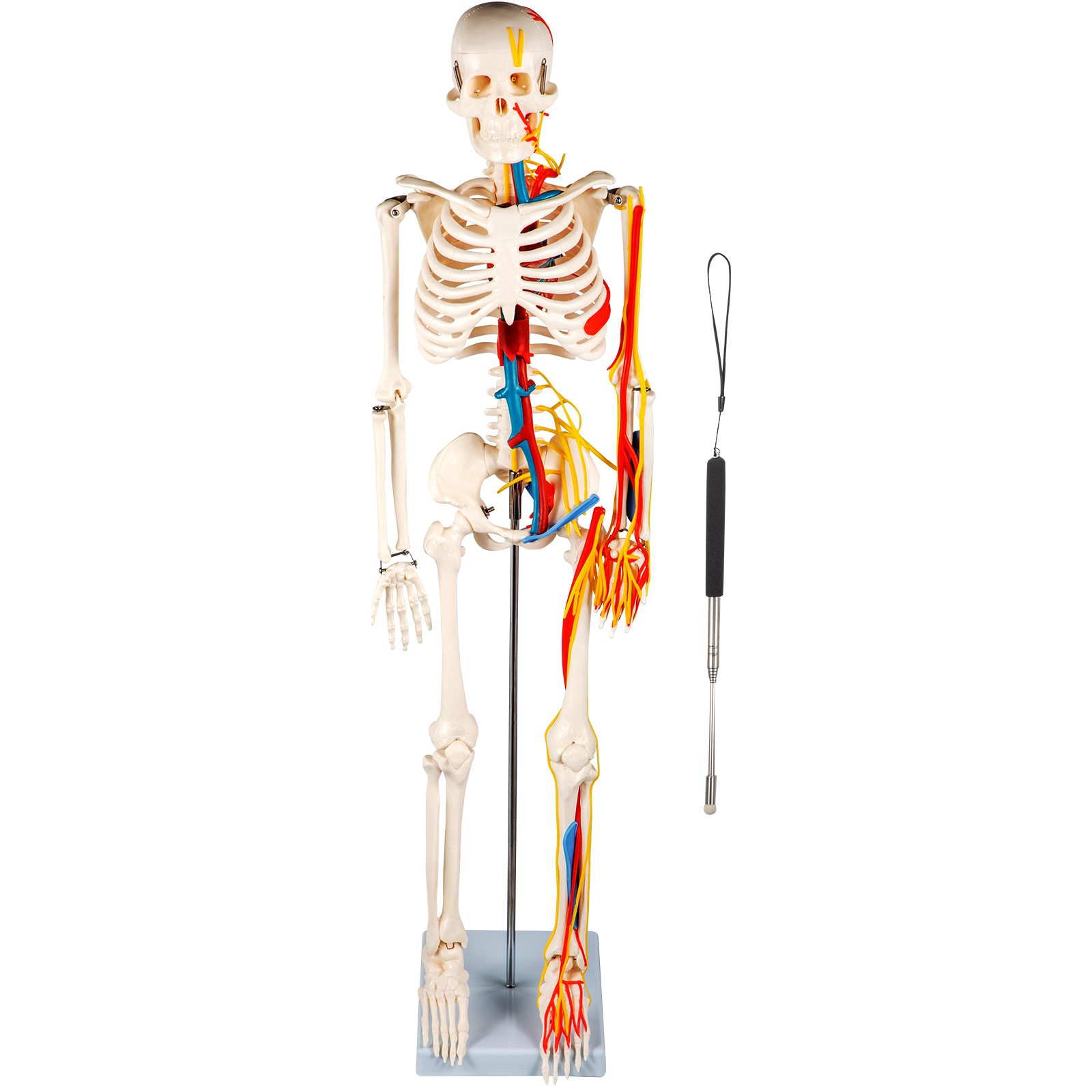 Vevor Human Skeleton Model Anatomical Skeleton Model 33" W/ Nerves And Vessels от Vevor Many GEOs