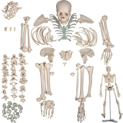 Vevor Disarticulated Skeleton Disarticulated Human Skeleton 62 Inch Model Height