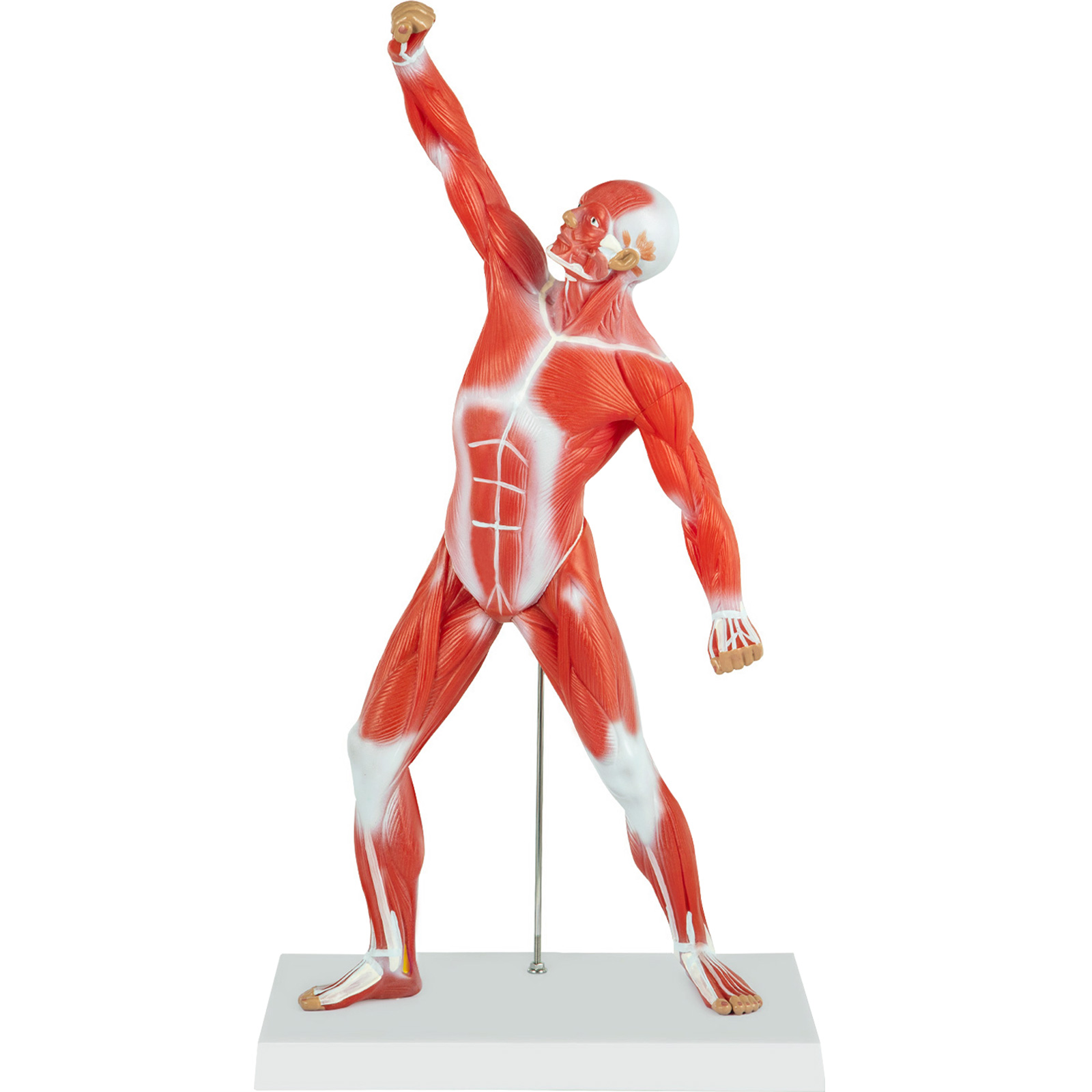 Vevor Anatomical Human Muscular Model Muscle Anatomy Model 20" Mini Muscle Model от Vevor Many GEOs