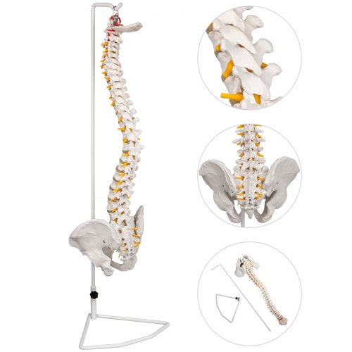 Vertebral Column Spine Model 29.5" Life Size White Skeleton Flexible W/stand