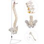 VEVOR White Vertebral Column Model 33inch Total Height Skeleton Spine Model 30inch Spine Length Life Size Spine Model with Spinal Nerves, Skull Base and Pelvis Flexible Spine Model with Stand