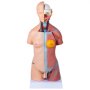 45cm Human Torso Organ Adult Male Tall Paul Anatomical Anatomy Teaching Model