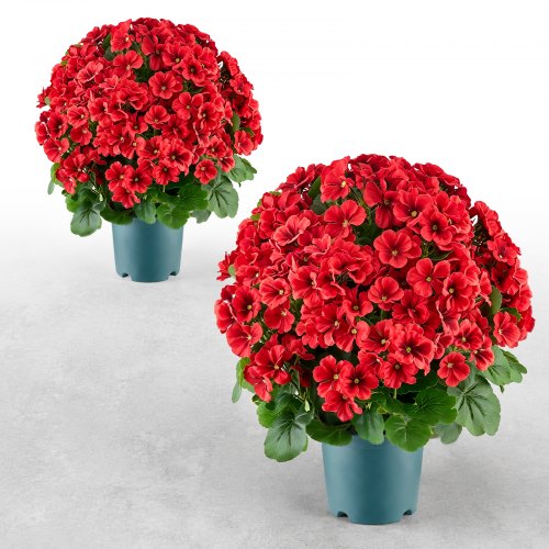 VEVOR Artificial Potted Geraniums 20 in 2-Pack Fake Flower Plants Decor Red, for Porch, Patio, Entryway, & Home Decor, Indoor & Outdoor Use, Silk and PE Blooms in Pots, Ready to Display Faux Plants