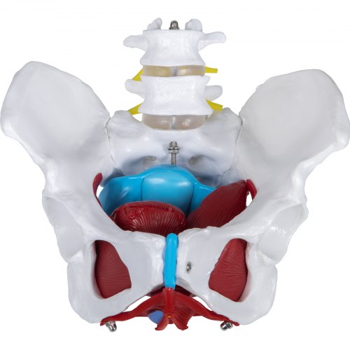 VEVOR Pelvic Floor Model, Scientific Anatomy Model, Colored Female ...