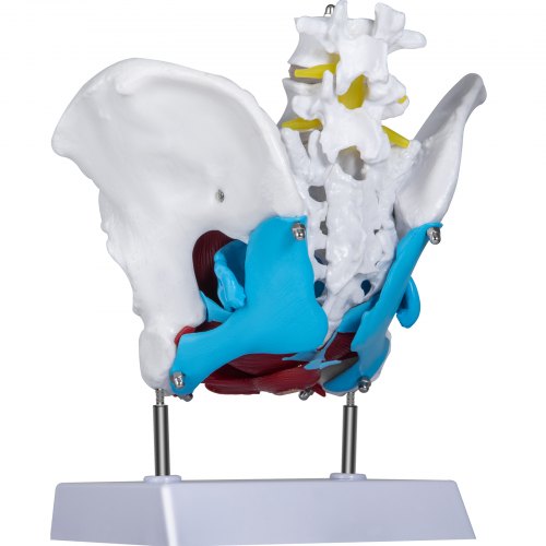 VEVOR Pelvic Floor Model, Scientific Anatomy Model, Colored Female ...