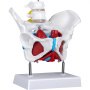vevor-pelvic-floor-model-scientific-anatomy-model-colored-female