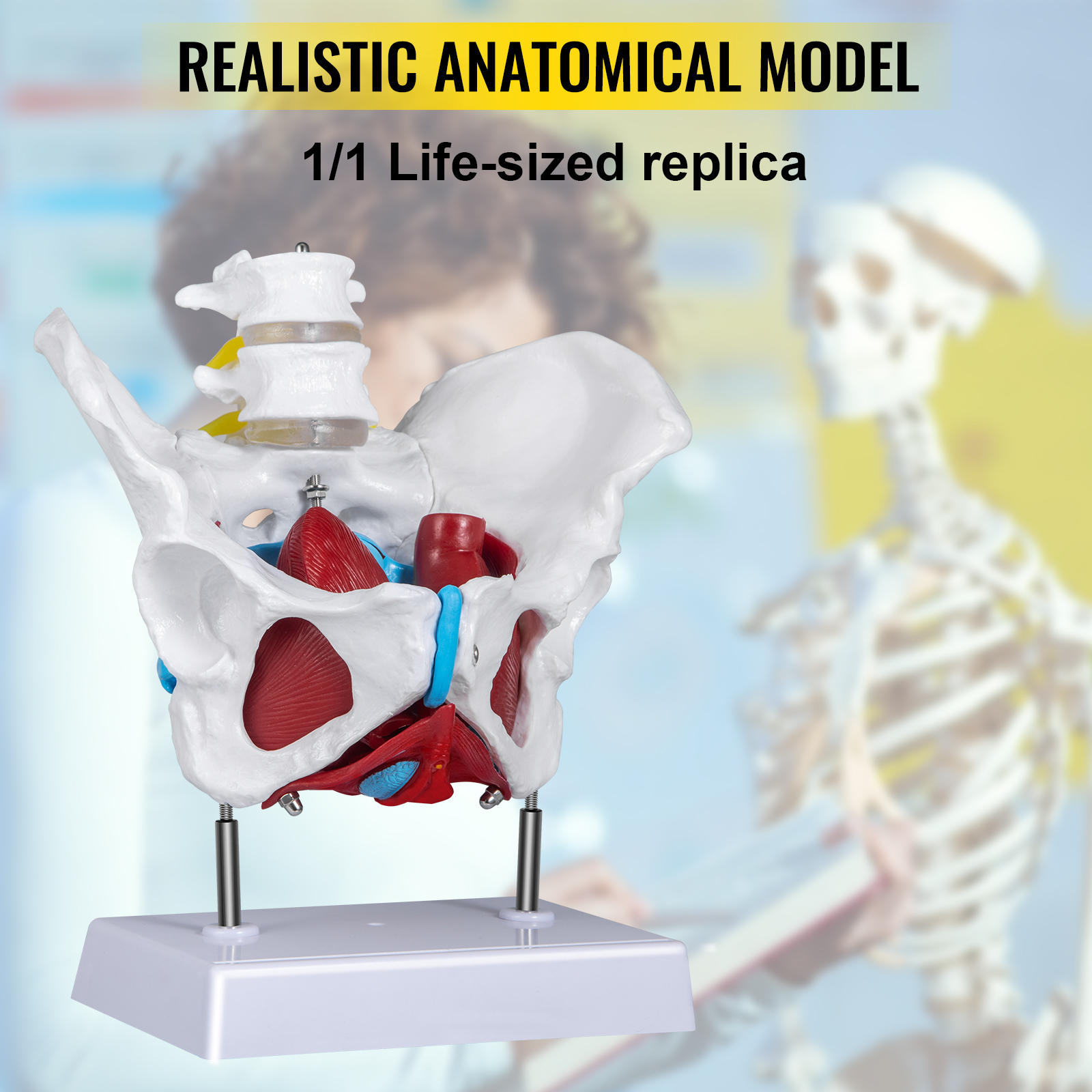 Vevor Pelvic Floor Model Scientific Anatomy Model Colored Female Pelvis With 4 Removable Parts