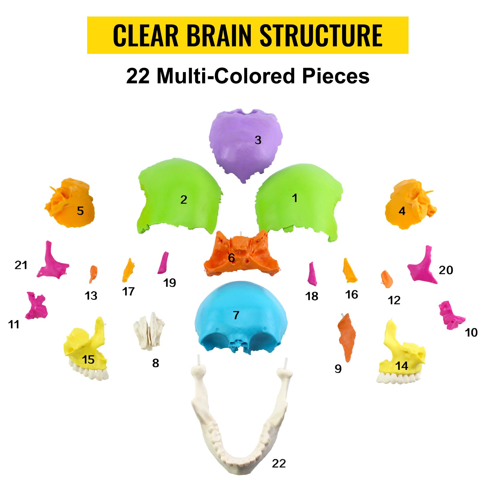 VEVOR Human Skull Model, 22 Parts Human Skull Anatomy, LifeSize