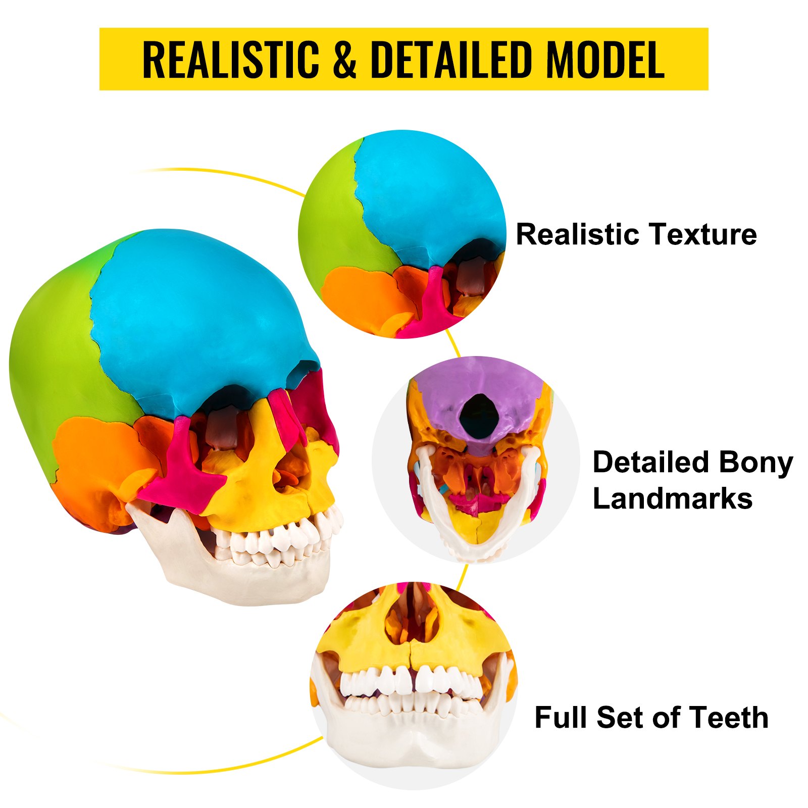 VEVOR Human Skull Model, 22 Parts Human Skull Anatomy, LifeSize