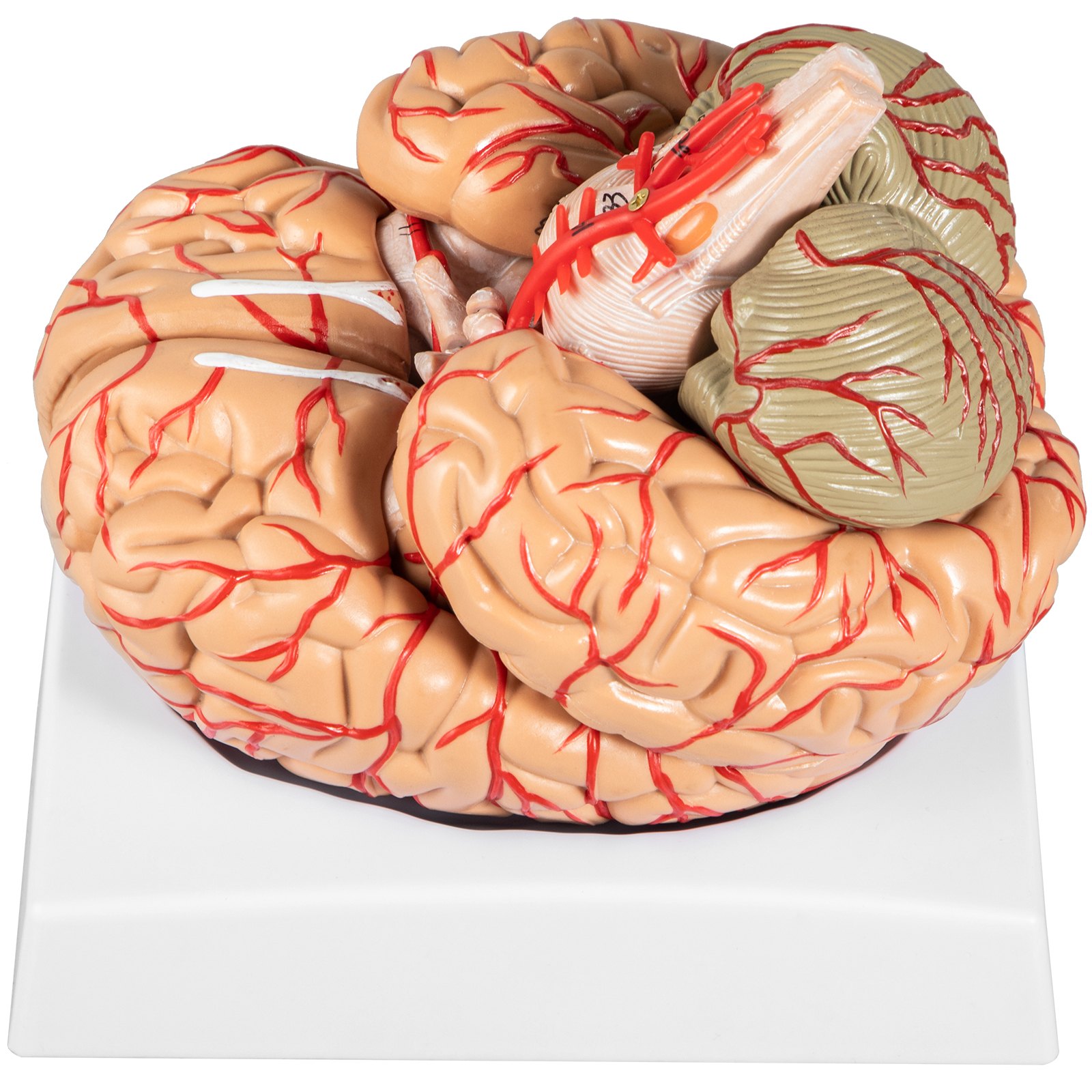 VEVOR Human Brain Model Anatomy 9-Part Model of Brain w/Labels ...